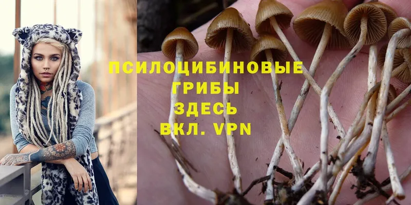 ОМГ ОМГ   Нальчик  Псилоцибиновые грибы Psilocybine cubensis 